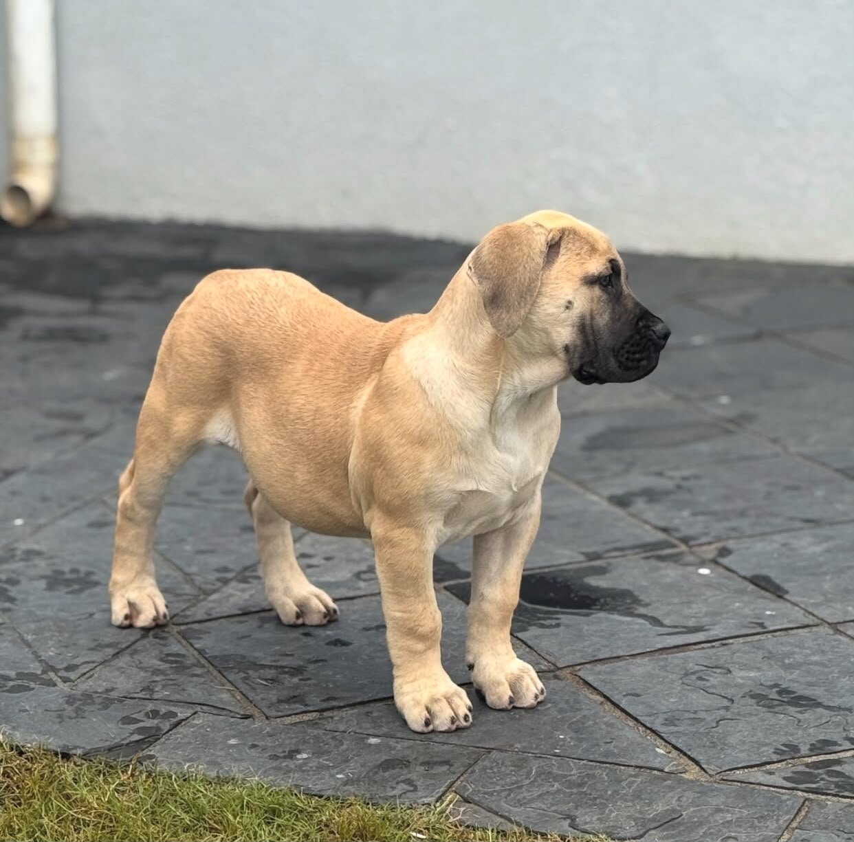 Boerboel Haven