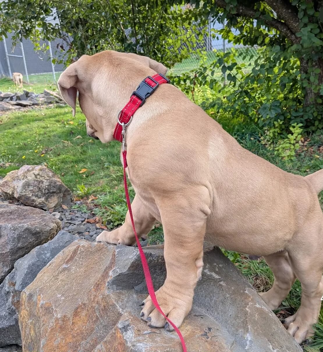 Boerboel puppy