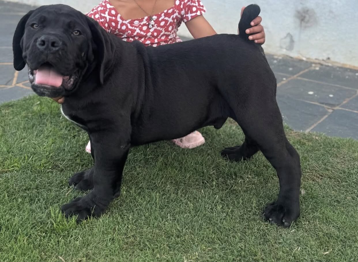 Boerboel Haven