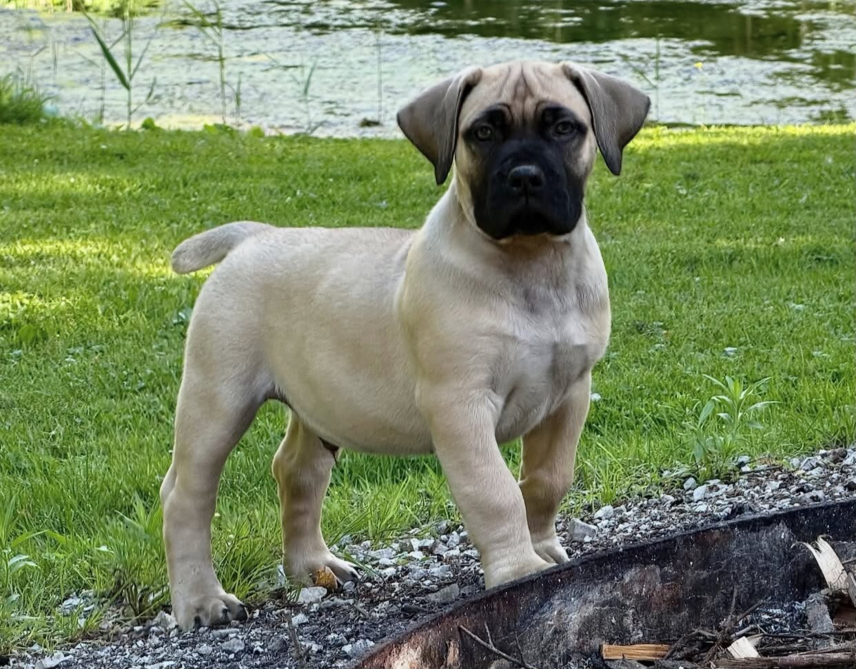Boerboel