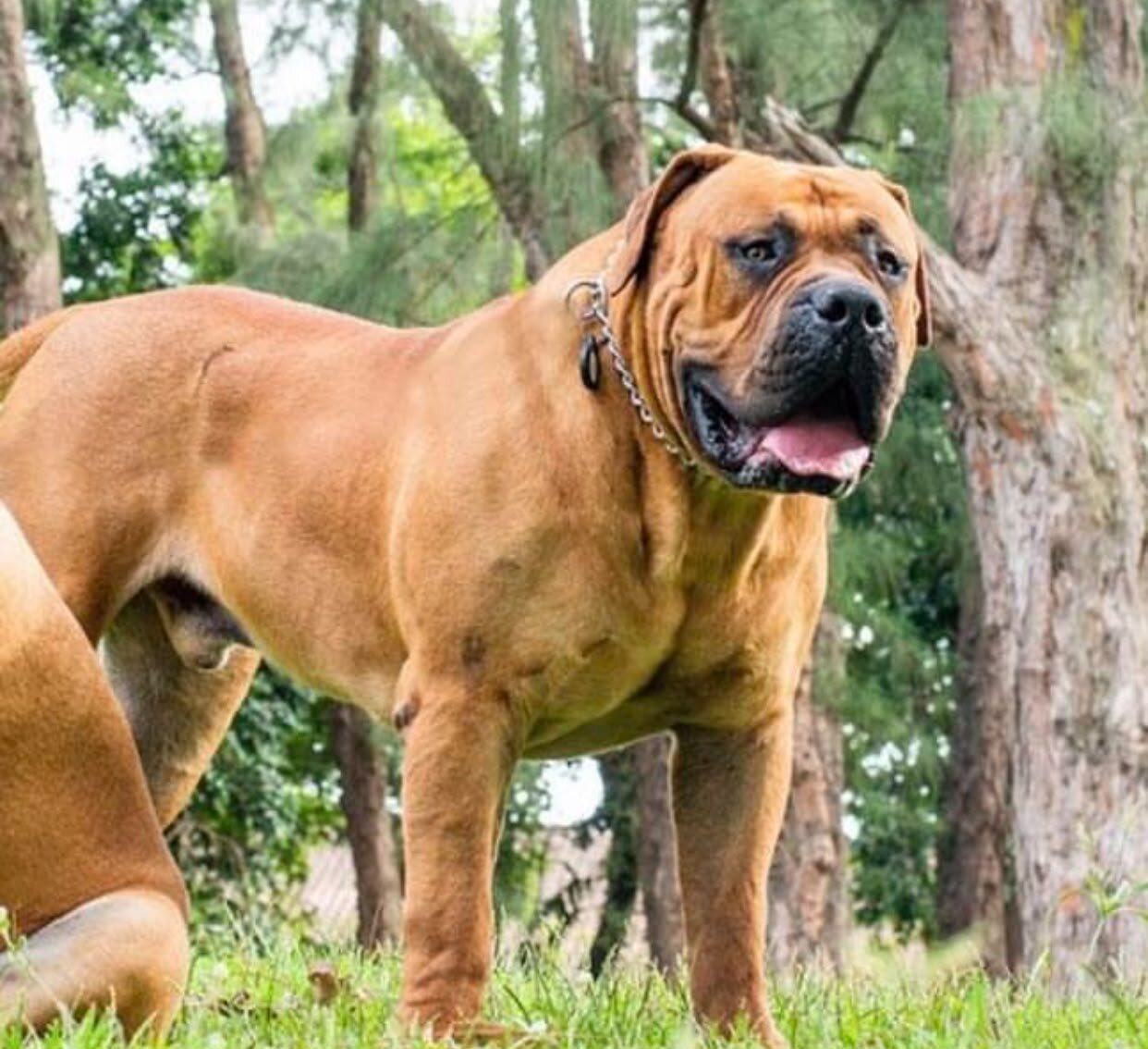Sire - Father of the litter